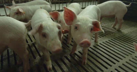 A couple of pigs running to the camera Stock Footage 99442919