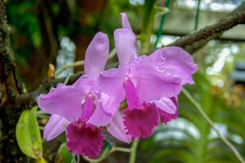 A couple of pink and violet cattleya orchids.  Captured at the Andean mountai Foto stock