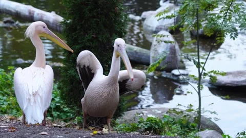 Couple of pink pelicans walks on the shore near the lake Stock Footage 295073053