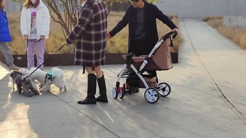 A couple playing with two Poodle pet dogs in Shanghai Stock Footage 219407943