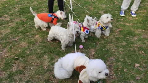 A couple playing with two Poodle pet dogs in Shanghai Stock Footage 219408189