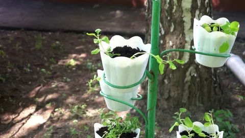 A couple of pot plants standing on the stand Stock Footage 76089143