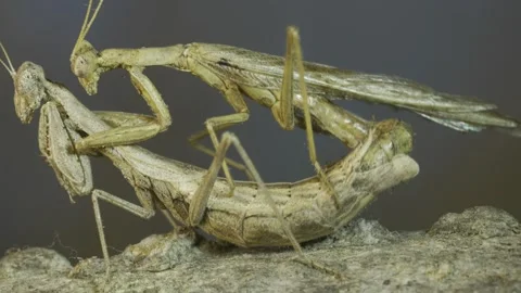Couple of praying mantis mating on tree ... | Stock Video | Pond5