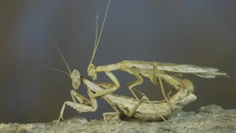 Couple of praying mantis mating on tree ... | Stock Video | Pond5