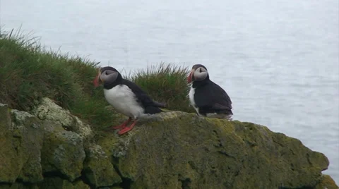 Couple of puffins on a cliff Stock Footage 37300836