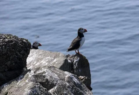 Couple of puffins Stock Photos