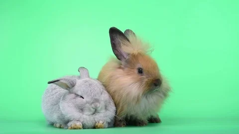 Couple of rabbits, gray and brown, are acting on green screen Stock Footage