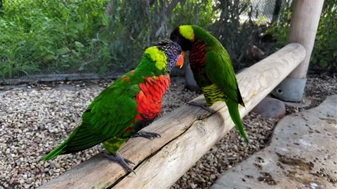 A couple of Rainbow Lorikeets dancing and walking away at the Aquarium of Stock Footage 148181679