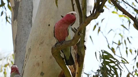 A couple of red and white parrot birds sits on a branch of an equalyptus tr.. Stock-Footage 317601400