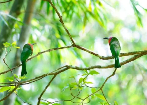 Couple red-bearded bee-eater on the branch with food in mouth to feed its chi Stock Photos