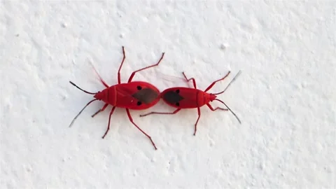 A couple of red bug - Kapok Bug (probergrothius nigricornis) is mating Video stock 277170855