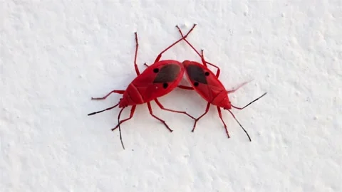 A couple of red bug - Kapok Bug (probergrothius nigricornis) is mating Video stock 286401873
