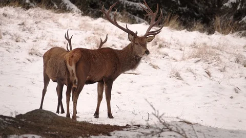 Couple of Red Deer inside a pines wood 스톡 동영상 128103261