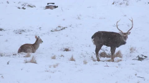 Couple red deer staying in winter landscape with falling snow in slow motion Stock Footage 146207675