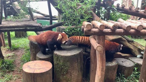 Couple of red panda playing Stockbeeldmateriaal 105308382