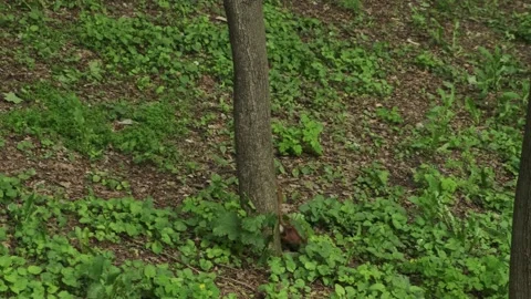 Couple of red squirrels playing in the forest. Cute fluffy wild animals. Stock Footage 194537784