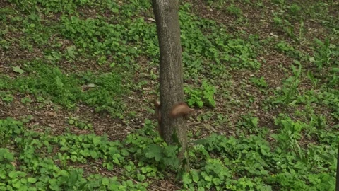Couple of red squirrels playing in the forest. Cute fluffy wild animals Stock Footage 194537791