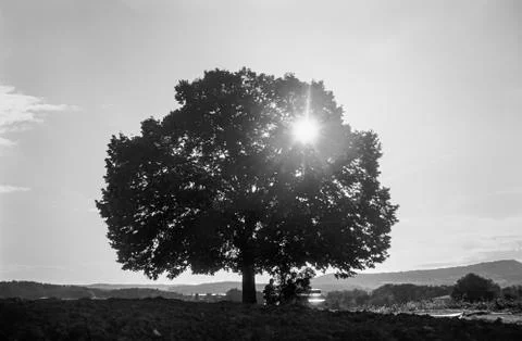 A couple rests under a lonely tree  in the Swiss fields and countryside looki Stock Photos
