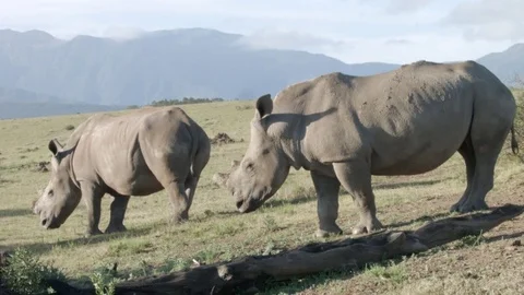 A couple of Rhinoceros'  Stock Footage 76436765