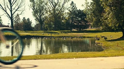 Couple Rides Bikes on Path in front of Geese on a lake out of focus Vidéo 280705399