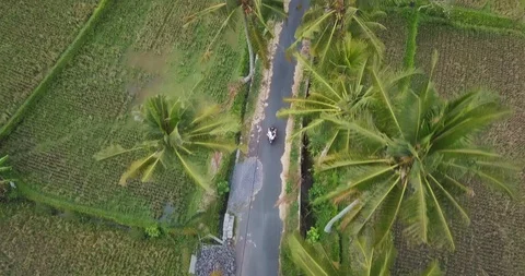 Couple rides on a road between palms Video stock 124609449