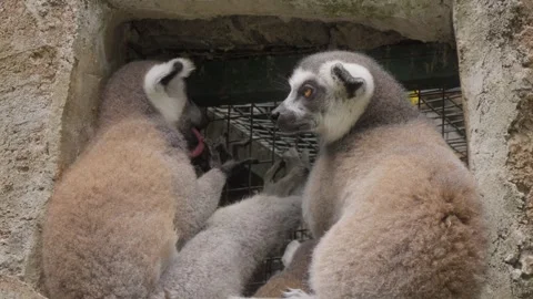 Couple of ring-tailed lemur Stock Video Pond5