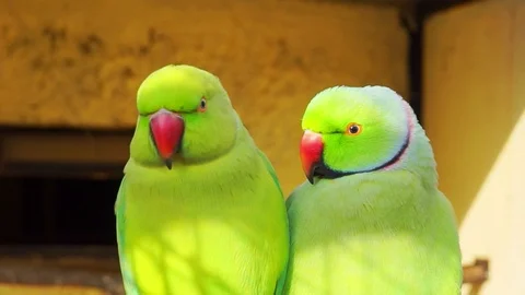Couple of RingNecked Parakeet close-up Stockbeeldmateriaal 88511684