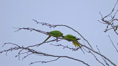 Couple of rose-ringed parakeet Parrots 스톡 동영상 264687868