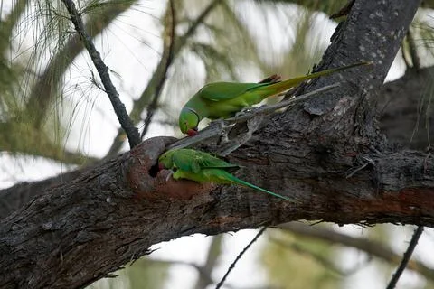 Couple of rose-ringed parakeets perched on a branch by their nest in a tree holl Stock Photos
