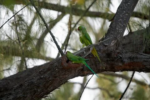 Couple of rose-ringed parakeets perched on a branch by their nest in a tree holl Stock Photos