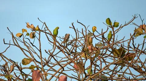 Couple of rose-ringed parakeets perched on a tree Stock Photos