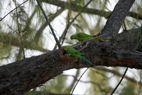 Couple of rose-ringed parakeets perched on a branch by their nest in a tree holl Stock Photos