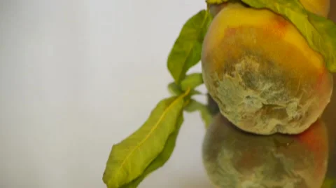 Couple rotten peach lies on the mirror table, view from the bottom up Stock Footage