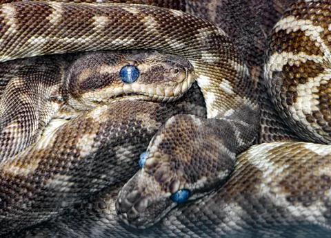 The couple of the rough-scaled python (Morelia carinata) 写真素材