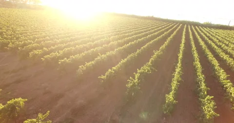 Couple running through a vineyard Stockbeeldmateriaal 55246389