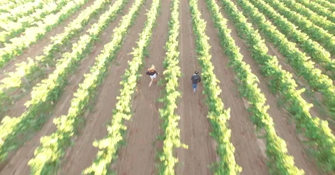 Couple running through a vineyard Stockbeeldmateriaal 55246855