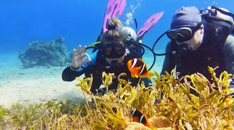 Couple of scuba divers on the sandy bottom watching beautiful clown fish 库存照片