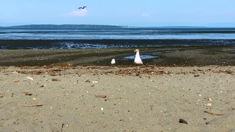 Couple Seagulls on a Beach. Stock Footage 158128699