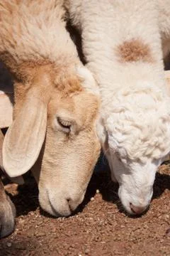 A couple of sheep Stock Photos
