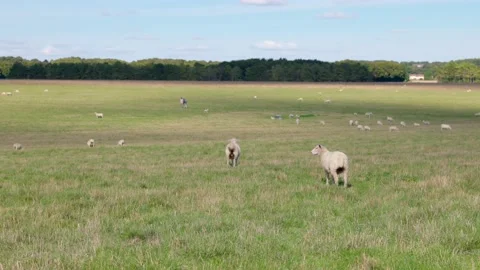 Couple of sheep walking around grass, freely in England Stock-Footage 224893553