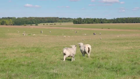 Couple of sheep walking around grass, freely in England Stock-Footage 224895032
