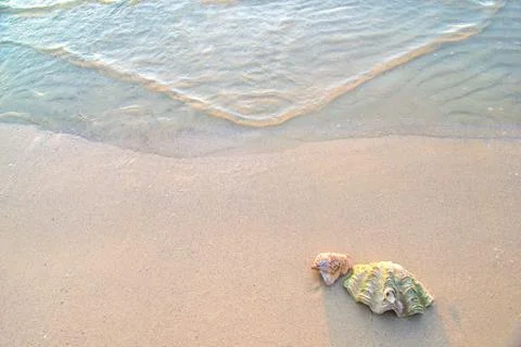 Couple shell on beach with soft color Stock Photos