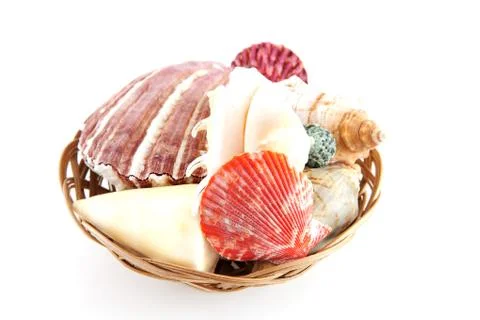 Couple of shells in basket Stock Photos