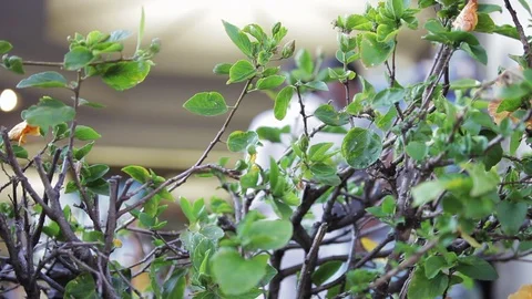 Couple shopping behind branches. 스톡 동영상 88367354