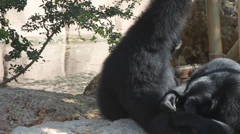Couple of Siamang Stock Footage 8005183