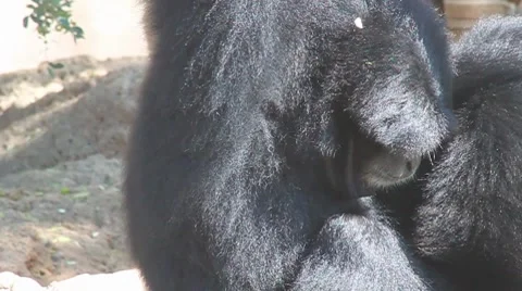 Couple of Siamang Stock Footage 8013217