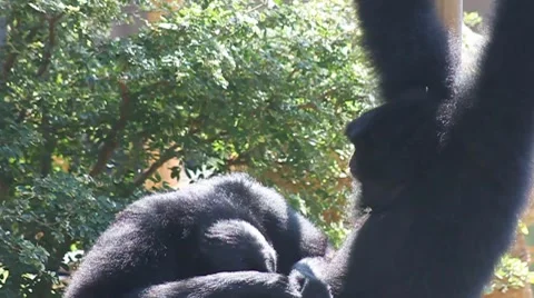 Couple of Siamang Stock Footage 8032970