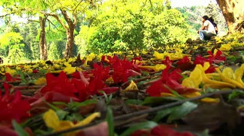 Couple sit on grass in the park Vidéo 10765692