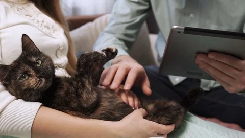 Couple is sitting on the couch sofa at home stroking a cat, and Look into the Stock Footage 74612822