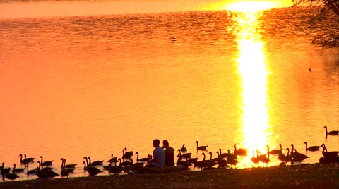 Couple Sitting at Sunset with Geese Stock Footage 1065916